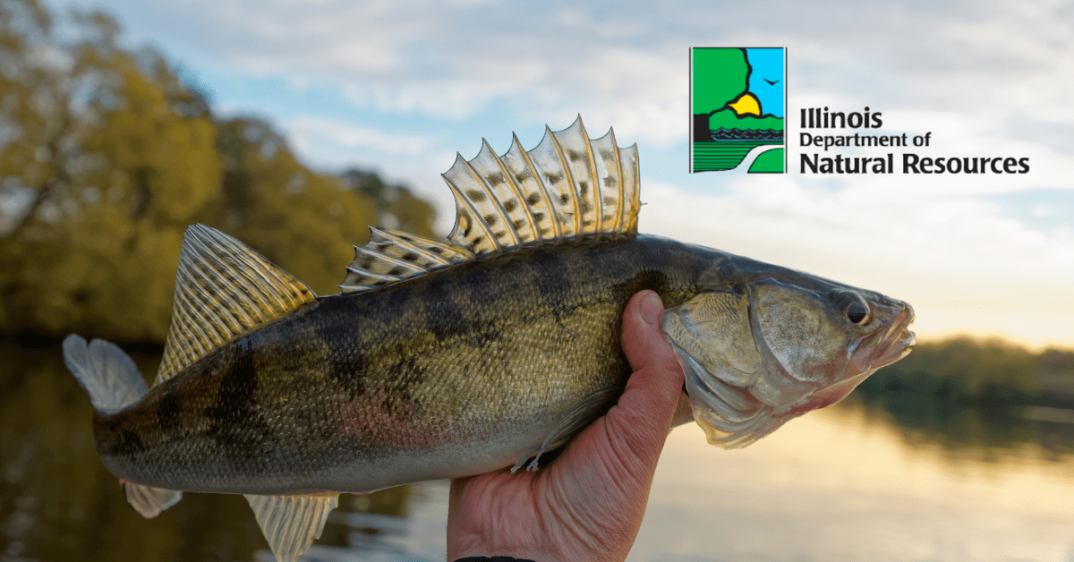 Illinois Fishing License: A Complete Guide to Fees & Exemptions